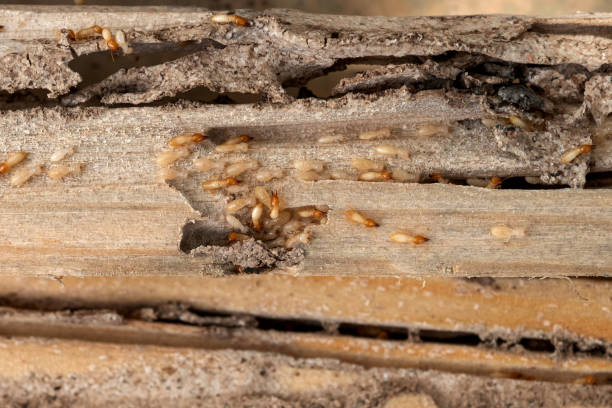 Professional Pest Control in Litchfield, IL